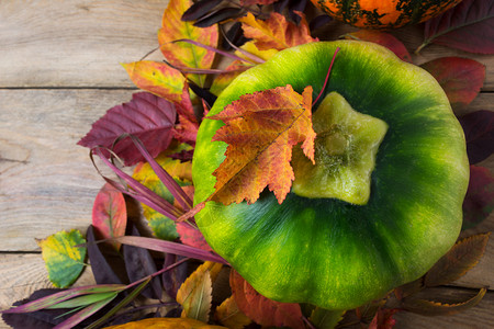 绿色南瓜有彩多的秋叶顶端视图感恩节生化背景图片
