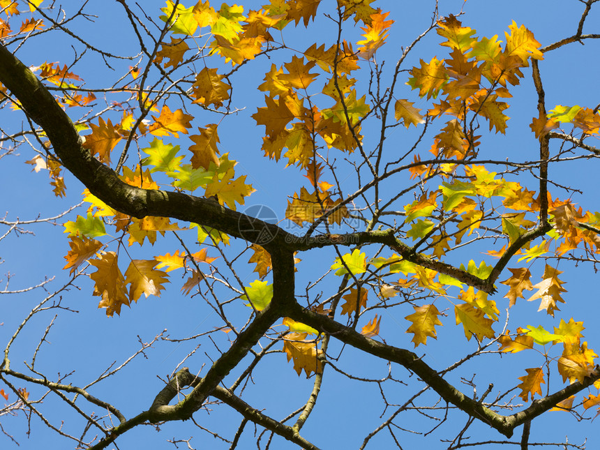 彩色橙黄秋叶橡树和蓝天空背景图片