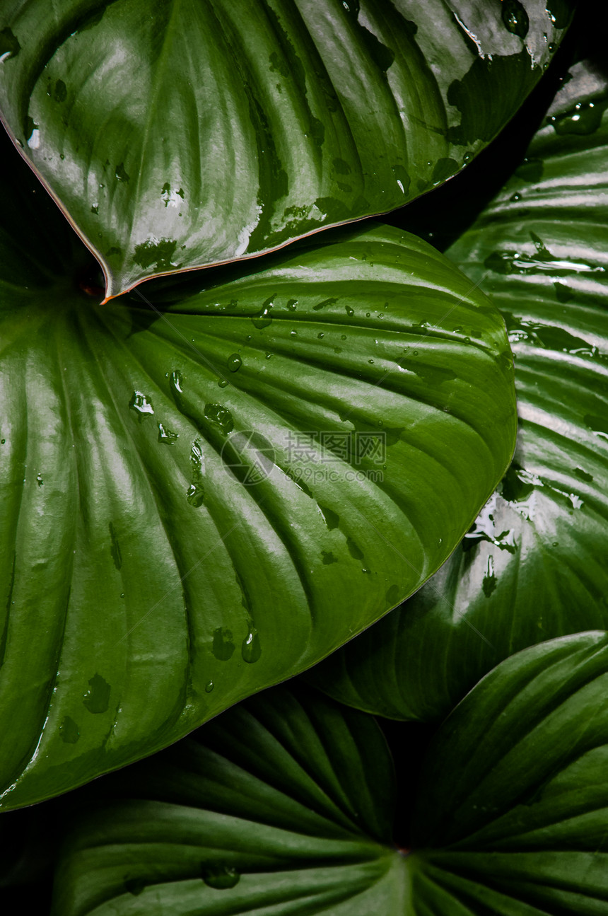 雨后绿色热带叶图片