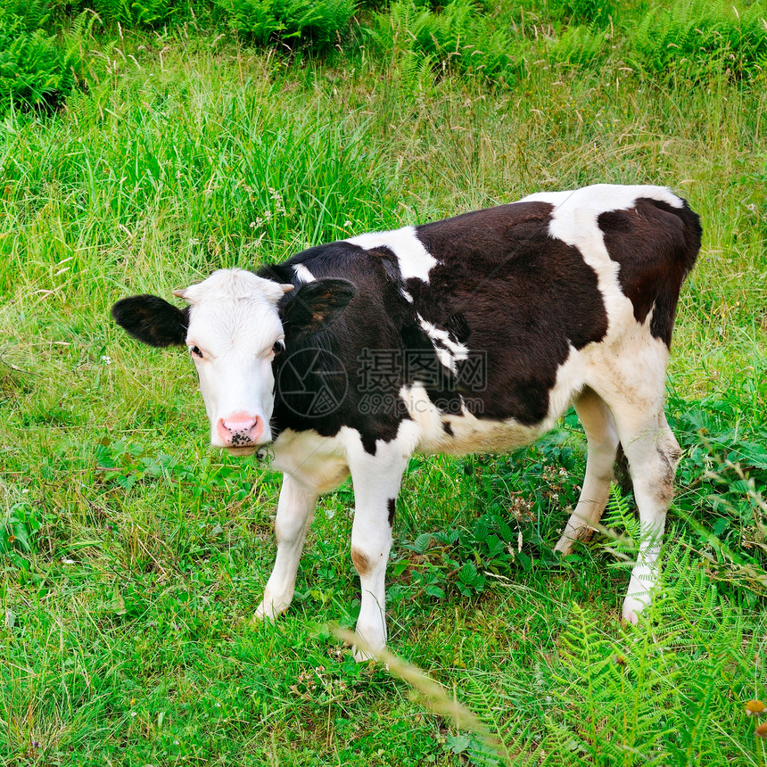 美丽的黑白小牛绿草地上阳光明媚的一天图片