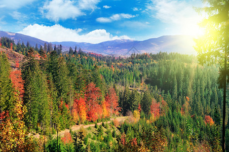 自然公园奇异的景象红色和黄秋叶喀尔巴阡乌黑欧洲图片