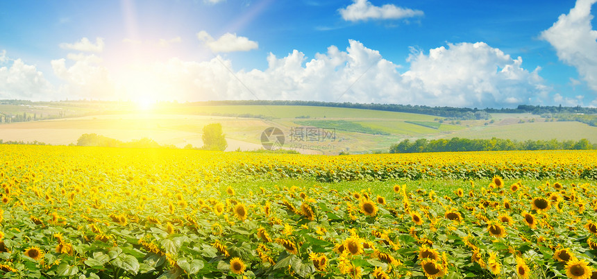 向日葵和太阳升起的外野明亮美丽的农业景观宽广的照片图片