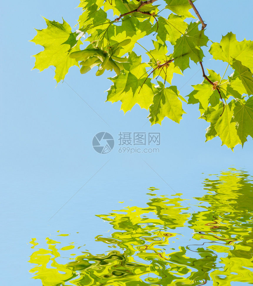 在蓝色天空和水面反射的青蓝天空上树的明绿色叶图片