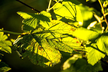 后光以秋色显示的淡绿叶背景图片
