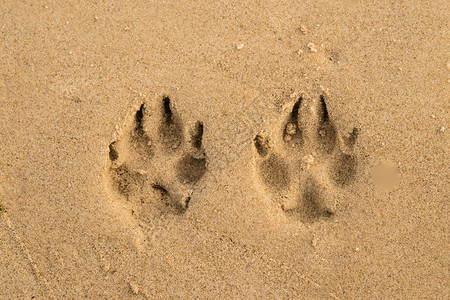 在沙滩上的狗爪印图片
