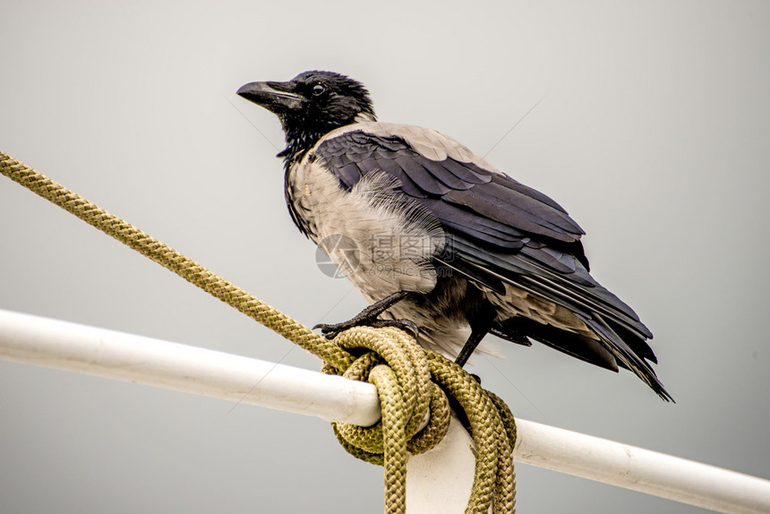 一只拖网渔船的栏杆上蒙着头的乌鸦图片