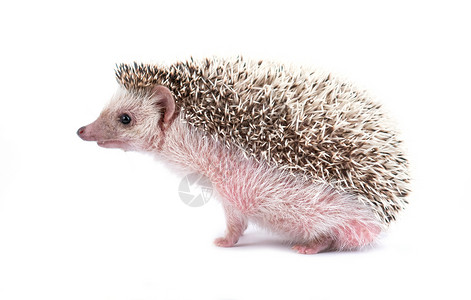 粘果子小刺猬AfricanPygm刺绣猪孤立在白种背景上背景