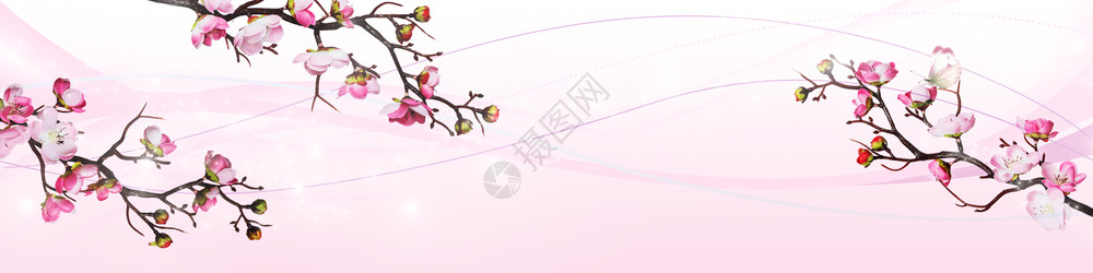 长横幅有美丽的粉红樱桃花有蝴蝶粉红背景背景图片