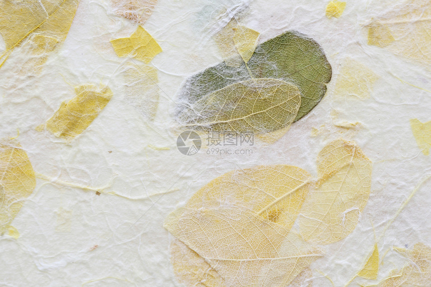 木莓纸质背景的条纹花图片