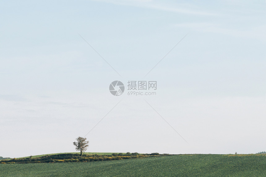 自然景观草地和蓝天空背景的一棵树图片