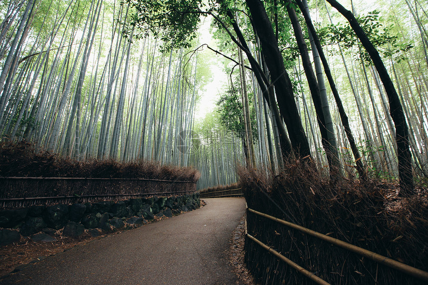 森山中的高大竹林图片