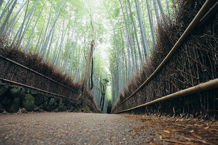 森山中的高大竹林背景图片