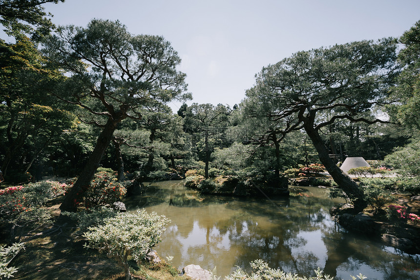 带有树木的日本花园水池图片