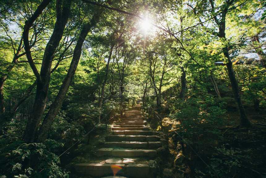 带有树叶的日本花园图片