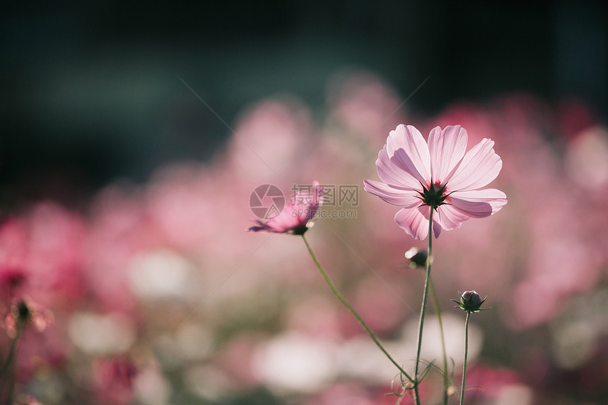 盛开的美丽小花朵图片