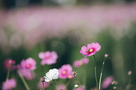 盛开的粉紫色花朵图片