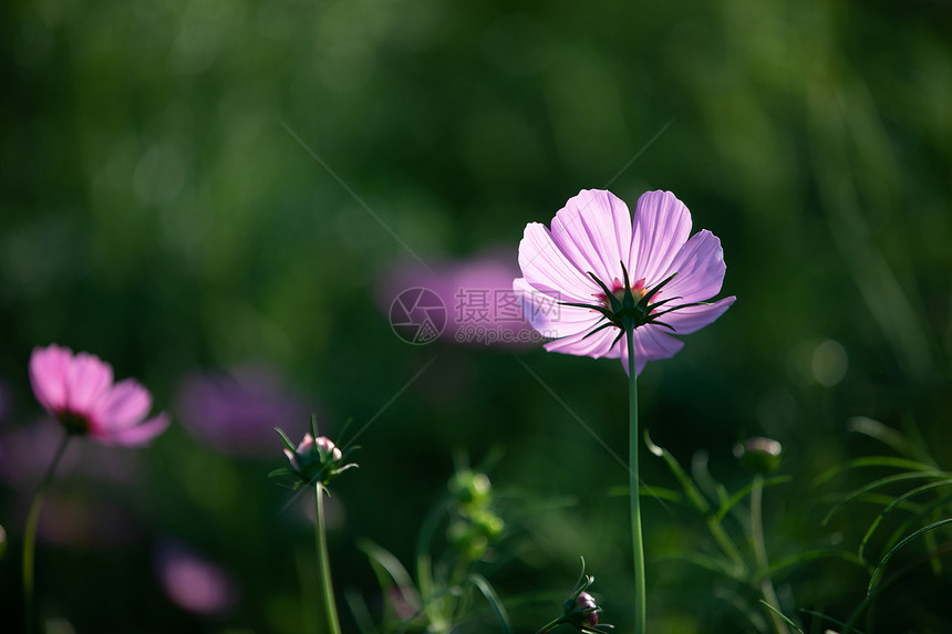 盛开的粉紫色小花朵图片