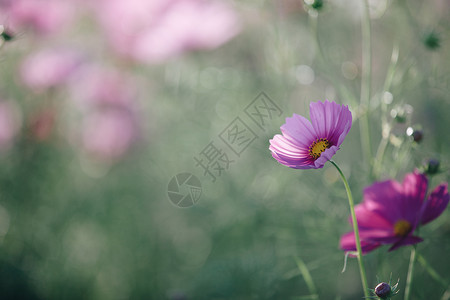 盛开的粉紫色小花朵背景图片