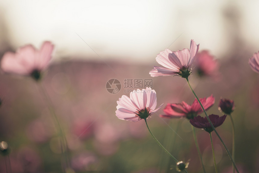 草地里的小花朵图片