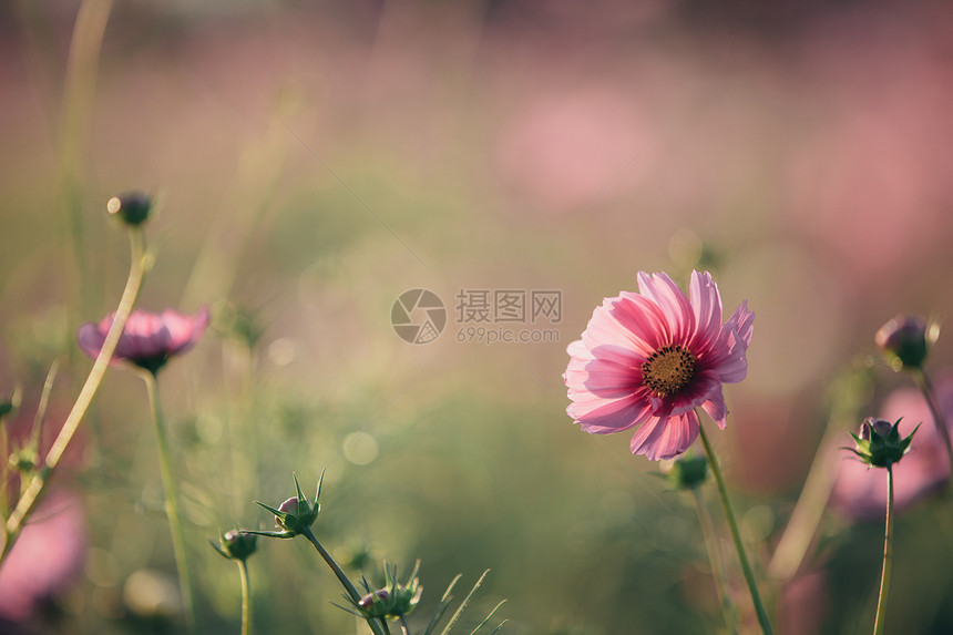 草地里的小花朵图片