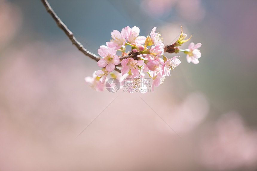 粉红色的美丽樱花图片