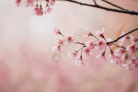 樱花在樱桃树枝上图片