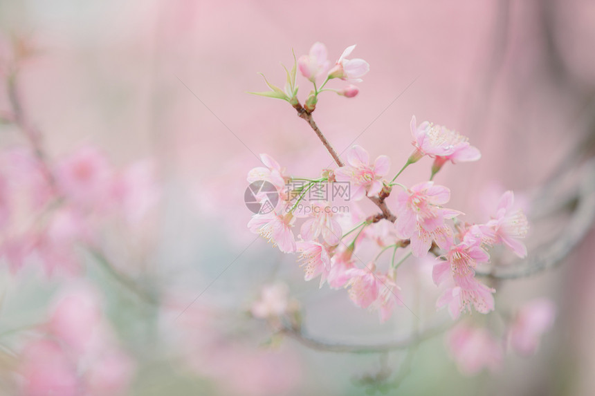 樱花在樱桃树枝上图片