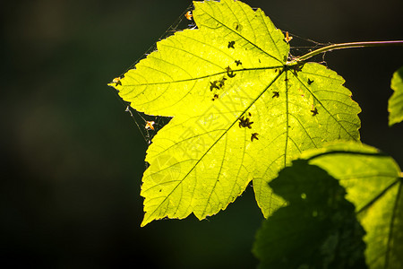 秋色显示的淡绿叶背景图片