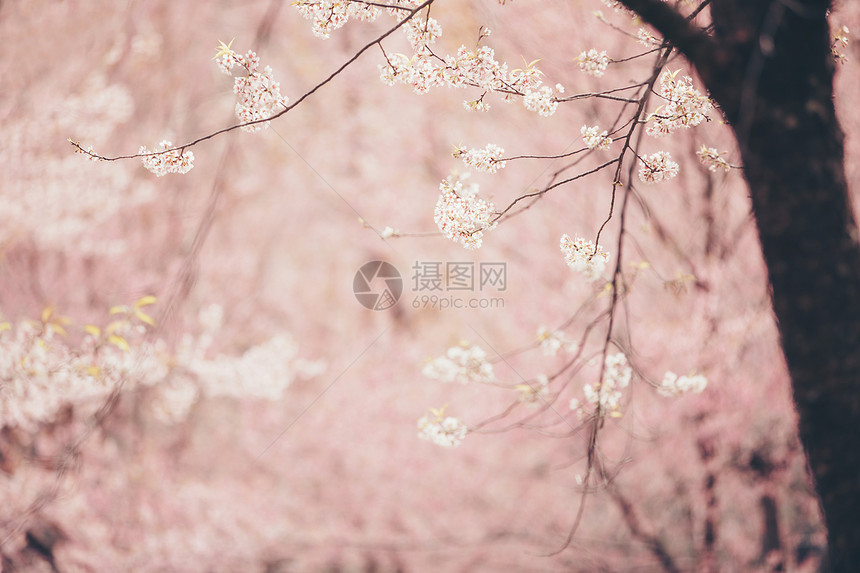 美丽的粉色樱花树图片