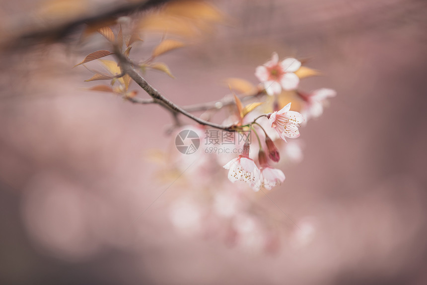 树枝上的粉色樱花图片