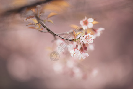 树枝上的粉色樱花图片