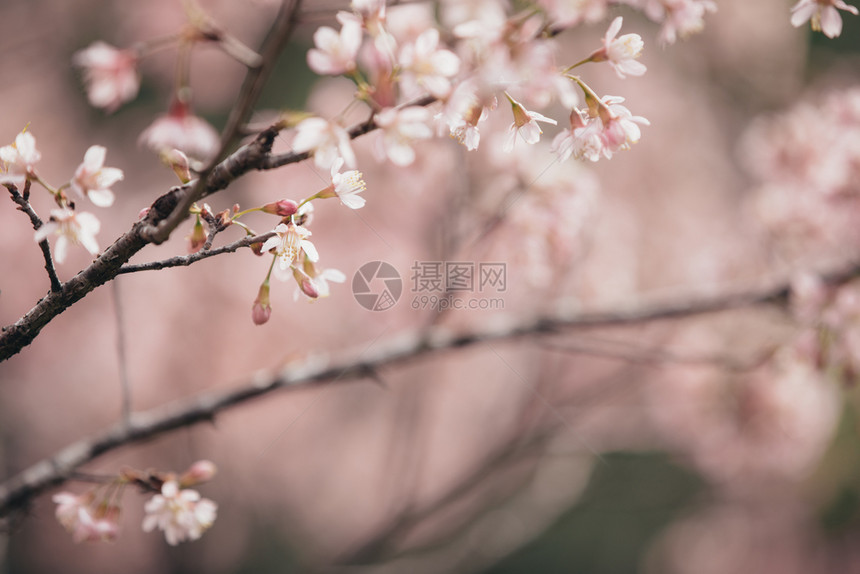 树枝上的粉色樱花图片