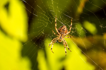 网中花园蜘蛛图片