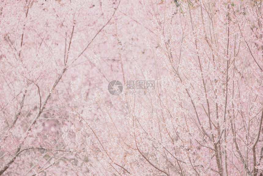 美丽的粉色樱花树图片