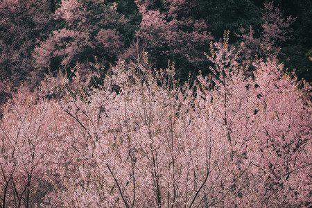 美丽的粉色樱花树图片