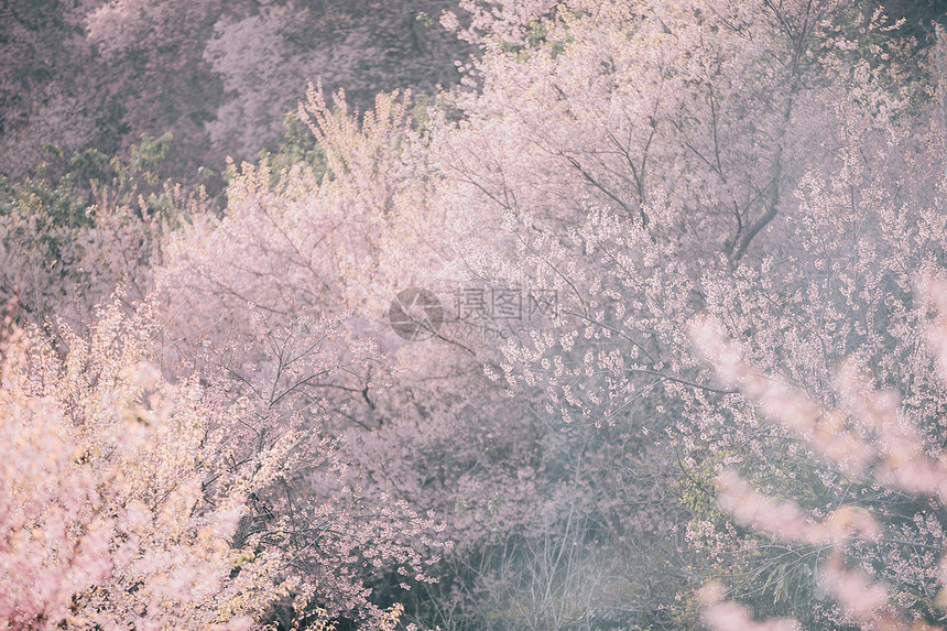 美丽的粉色樱花树图片