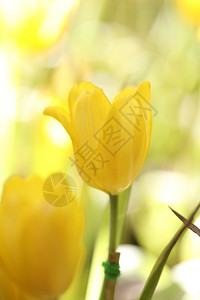 美丽黄色的郁金香图片