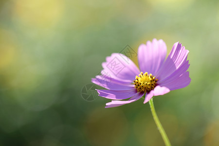 自然界的紫色花朵图片
