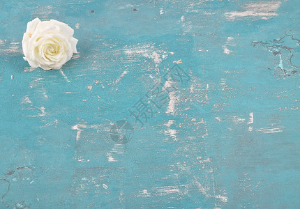 蓝色背景的白玫瑰背景图片