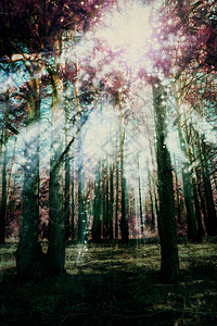 清晨的光线在松林中使用经编辑的颜色和粗纸纹理背景图片