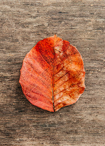 红橙色秋叶子背景图片