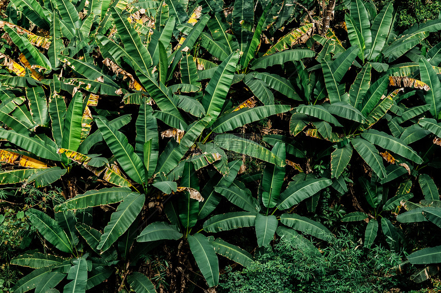 林中绿红野香蕉树图片