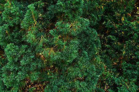 绿色松树林图片