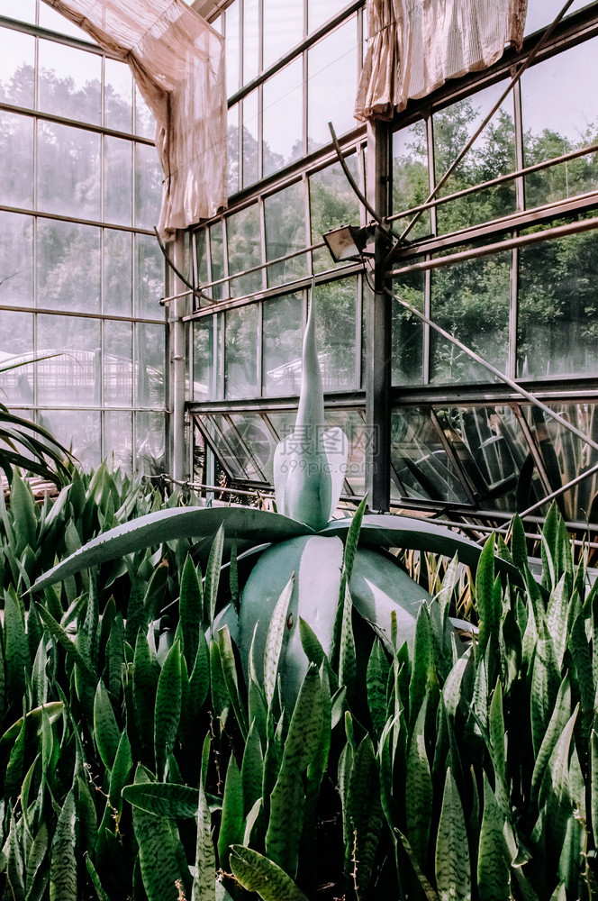 植物园玻璃房中的植物图片