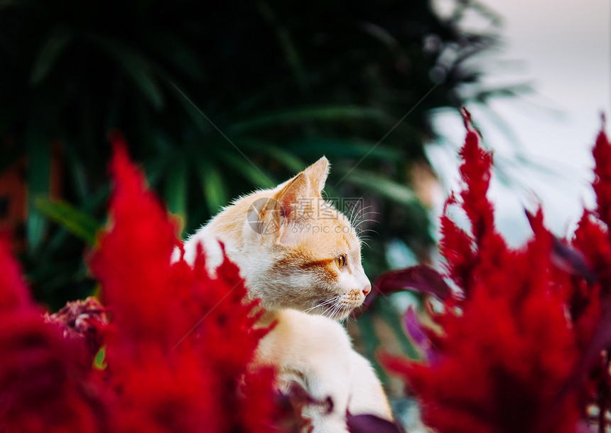 小猫坐在花丛后面图片