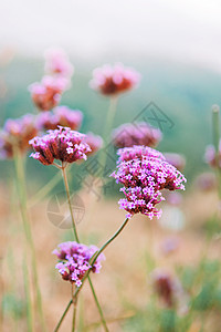 博纳里西斯细粉红色紫盛开的维贝纳模糊背景的亲善背景
