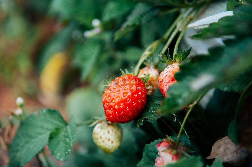 有机草莓农场图片