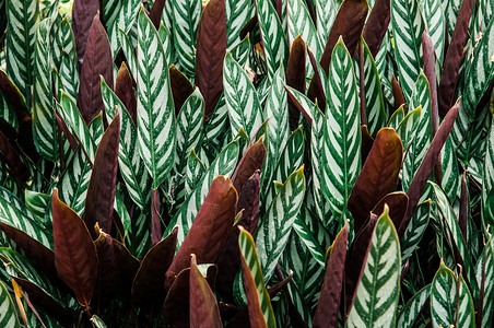 绿色叶白条斑热带树植物自然形态高清图片