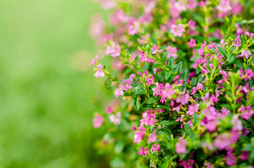 粉红色花朵包括假羊墨西哥海鲜花精美草药或秋花图片