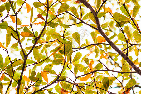 树枝绿色和黄象牙的海岸杏仁树叶终极象牙高清图片